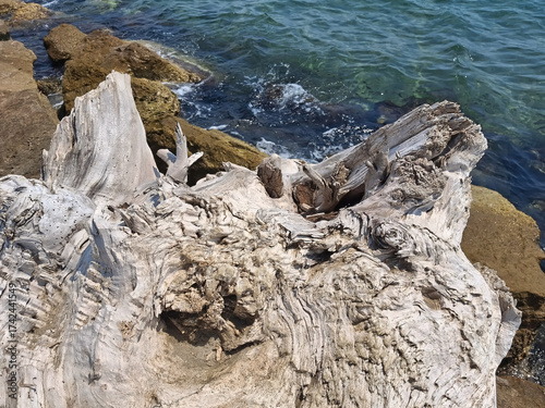 Obraz na plátně scenic close-up view of shapely dry trunks on the seashore