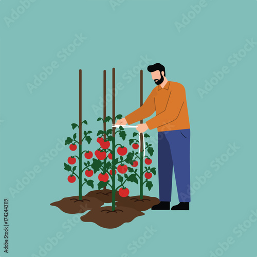 Man ties tomato plants to stakes in a garden