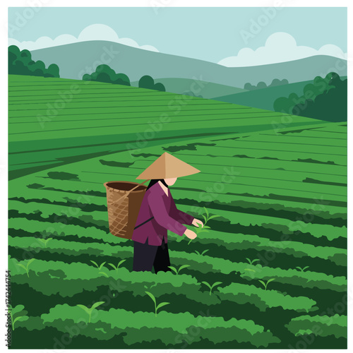Farmer in conical hat picking tea leaves in a lush green plantation, with hills in background