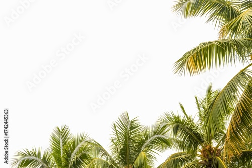 Tropical Coconut Palm Tree Fronds and Leaves Framing a White Sky Background with Copy Space.