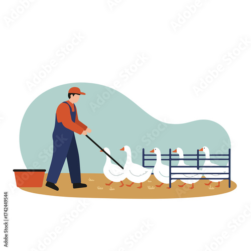 Farmhand guides white geese with a stick past a fence next to a bucket