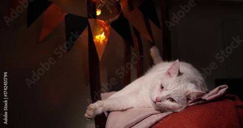 Lazy White Cat Relaxing on a Pillow During Halloween Season at Home