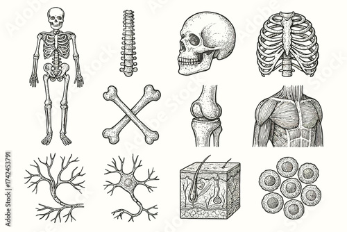 Anatomical illustrations of human skeleton, muscles, skin, and cells