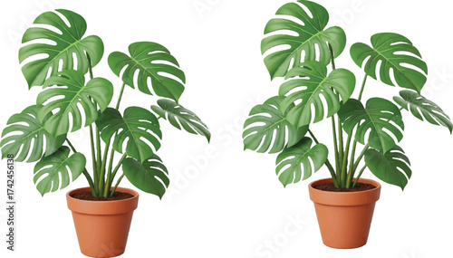 this Monstera duo is such a serene punctuation mark in your visual journey—lush, symmetrical, and full of quiet vitality