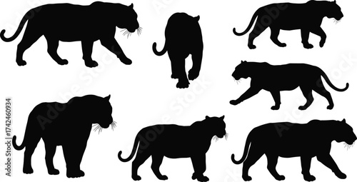 Black panther silhouette collection, wild leopard jaguar outline, big cat walking standing prowling poses, jungle predator animal vector illustration design