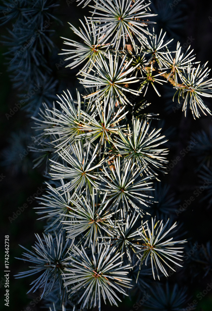 Obraz premium iglasta galązka cedru, cedr atlaski 'Glauca' o srebrzystych iglach na czarnym tle, Cedrus atlantica, Blue atlas cedar, branch of a Atlas Cedar 