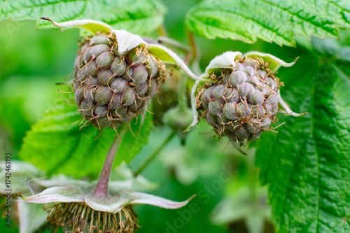 Unripe raspberries (Rubus idaeus) on green bush, macro