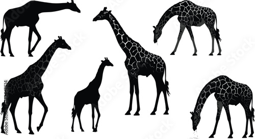 Giraffe silhouettes and illustrations, standing walking bending drinking poses, wildlife animal art, African safari design, nature pattern collection for stock