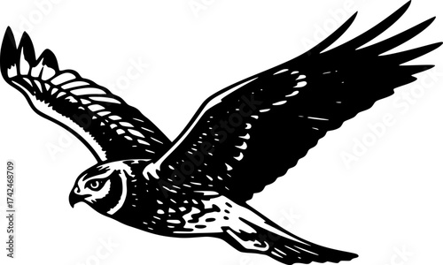 Hand-drawn sketch of Field harrier (Circus cyaneus), monochrome black ink, vector, isolated on white background
