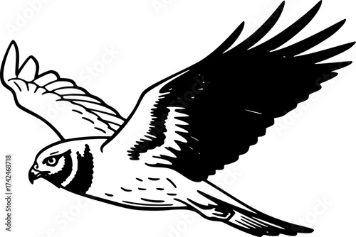 Hand-drawn sketch of Field harrier (Circus cyaneus), monochrome black ink, vector, isolated on white background
