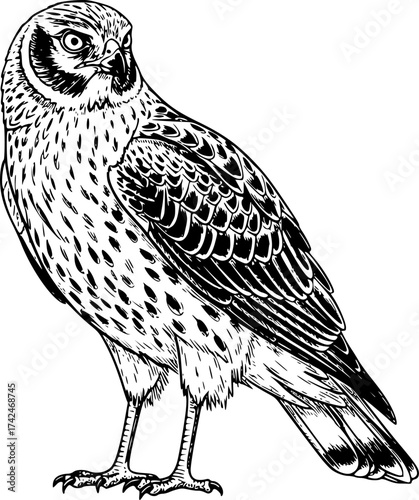 Hand-drawn sketch of Field harrier (Circus cyaneus), monochrome black ink, vector, isolated on white background
