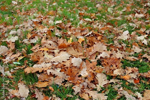 autumn leaves background