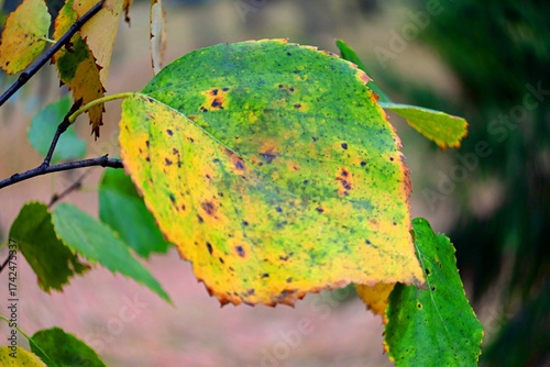 yellow autumn leaves