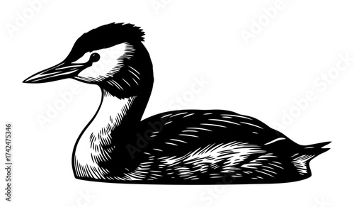 Grebe Vector Art: Minimalist Black and White Bird Design