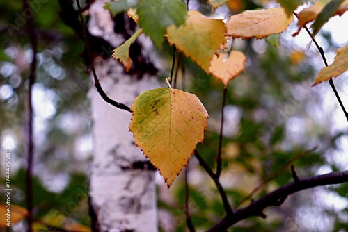 autumn leaves on the tree