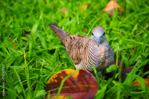 Thailand 13  October 2025 - A photo taken at Chatuchak Park where rain just fell on the trees.