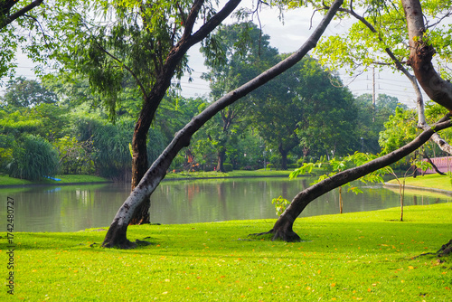Thailand 13  October 2025 - A photo taken at Chatuchak Park where rain just fell on the trees.