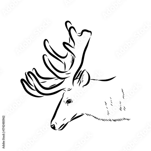 maral, Altai deer, vector sketch