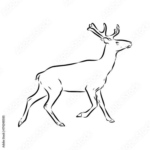 maral, Altai deer, vector sketch