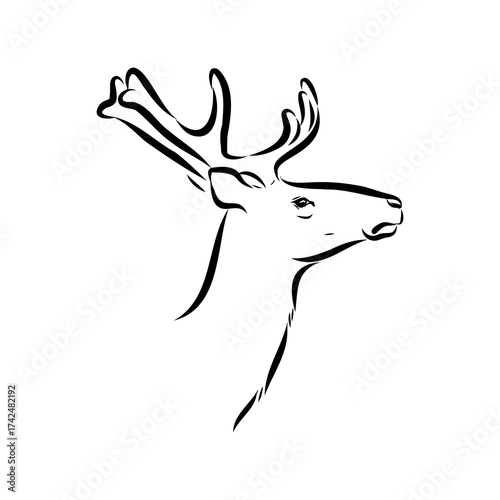 maral, Altai deer, vector sketch
