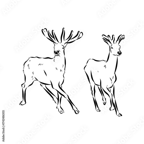 maral, Altai deer, vector sketch
