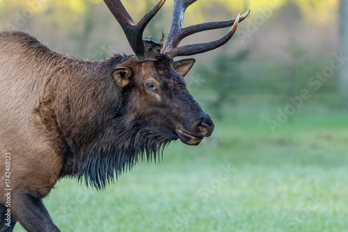 A close-up of a large bull elk