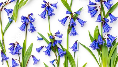 Delicate blue and purple bluebells in a seamless repeating pattern on white background,  wildflower,  pastel