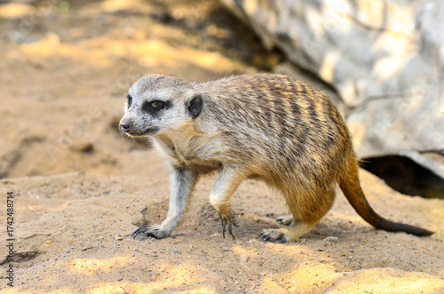 A meerkat runs through the desert