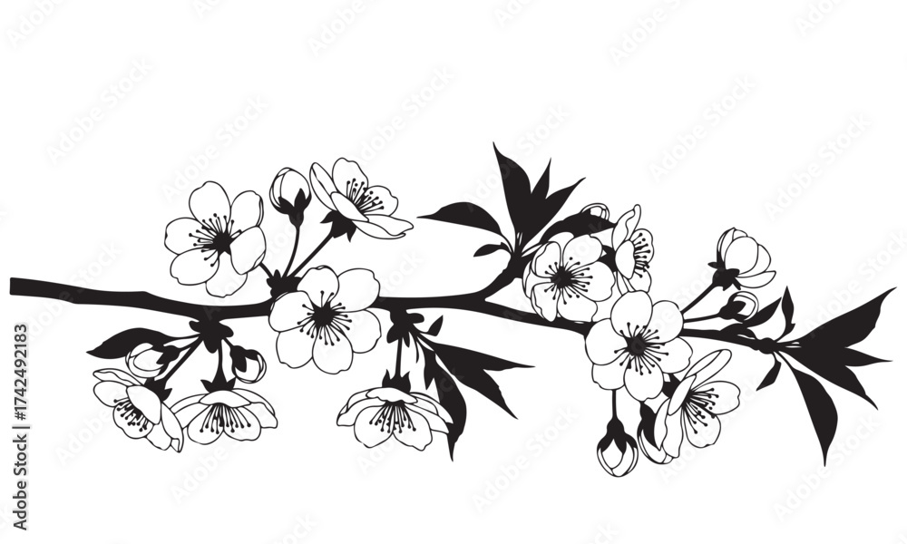Fototapeta premium Black and White Line Art Illustration of a Cherry Blossom Branch with Flowers and Buds