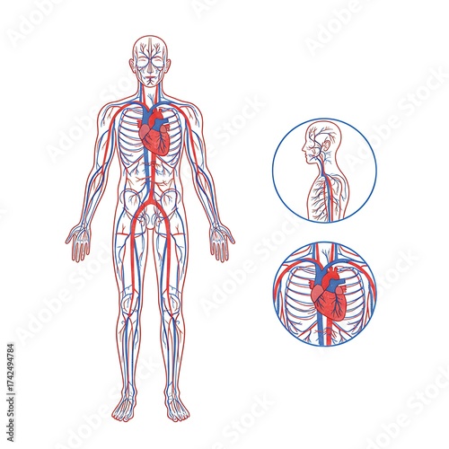 vector illustration of the full human circulatory system