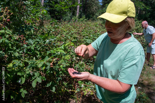 Senior woman picking fresh wild blackberries, holding a handful of ripe fruit as she forages in a lush forest with a man in the background, enjoying a summer harvest