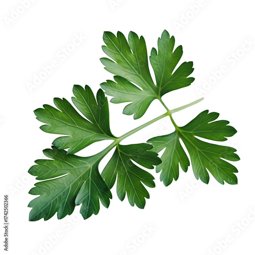Vibrant green parsley leaf arrangement on transparent background