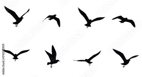 Silhouettes of several birds in flight against a plain white background