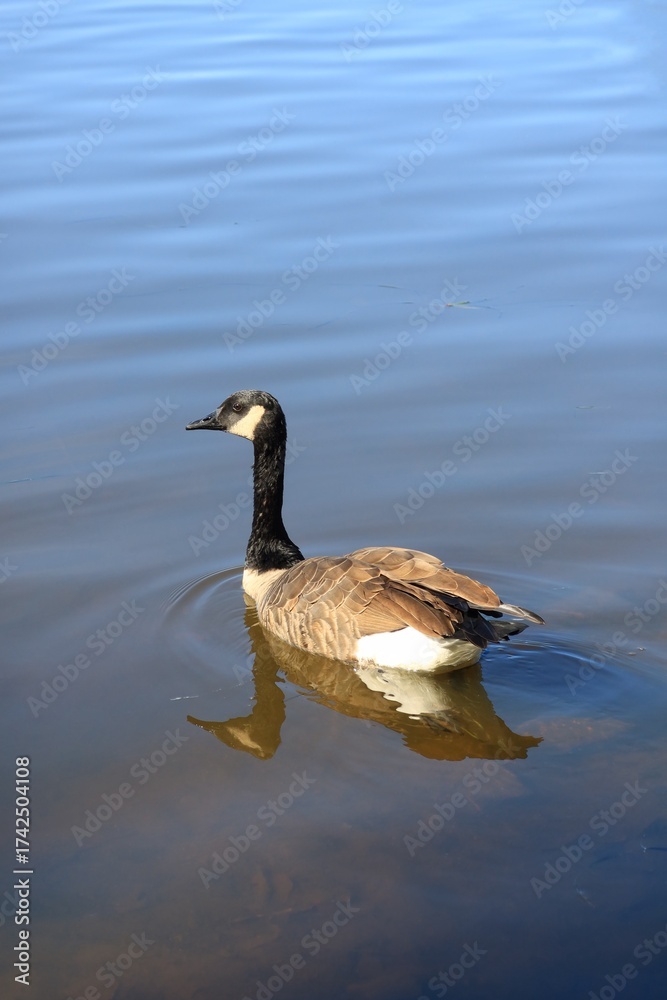 Obraz premium Canada goose(カナダ雁)