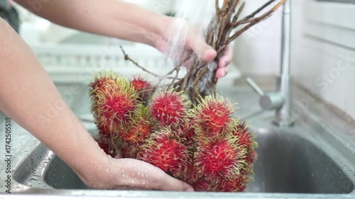 Close-up of vibrant red rambutan cluster being wash under running tap water in stainless steel kitchen sink, hold by hand gripping fruit's stem. Freshness , and tropical hygiene. Slow motion.