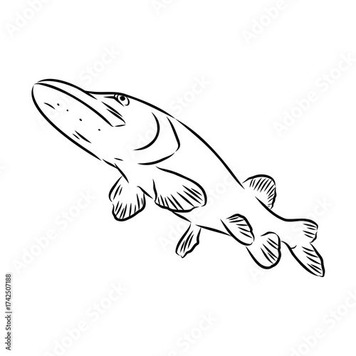 pike, predatory fish, vector sketch