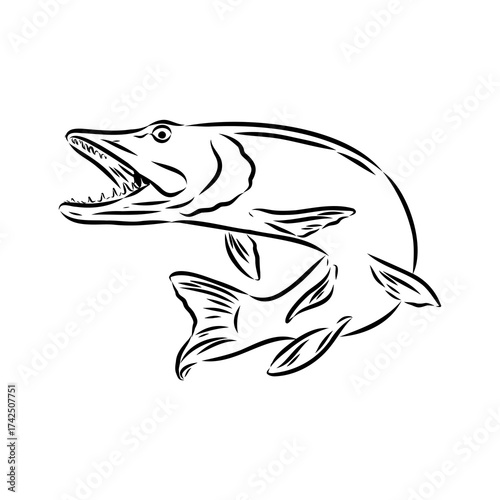 pike, predatory fish, vector sketch