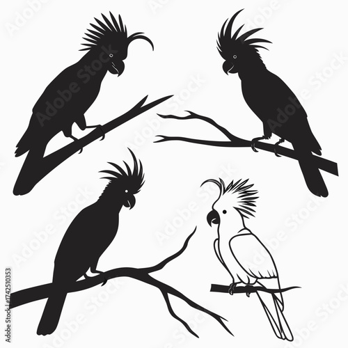 set of birds -cockatoo