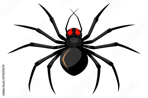 spider on a white background