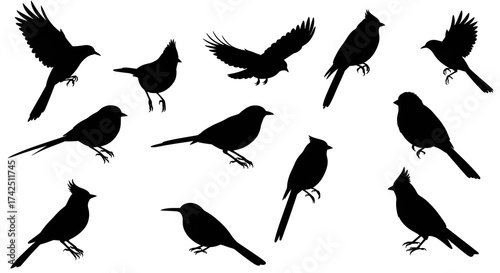 A collection of various bird silhouettes in different poses against a white background image design
