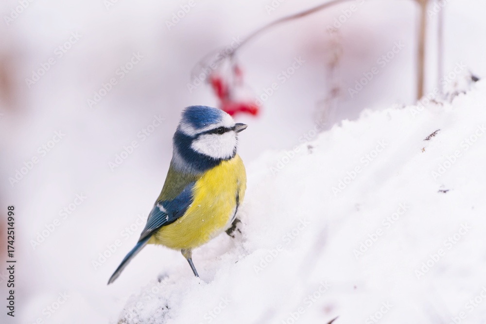 Fototapeta premium A cute blue tit sits in the snow. A blue tit in the nature habitat. Cyanistes caeruleus