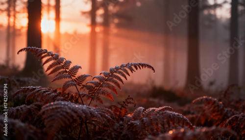 Fern Fronds Covered in Frost with a Misty Forest Sunrise in Autumn