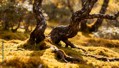 Gnarled Tree Trunk Covered in Moss in Forest with Sunlight