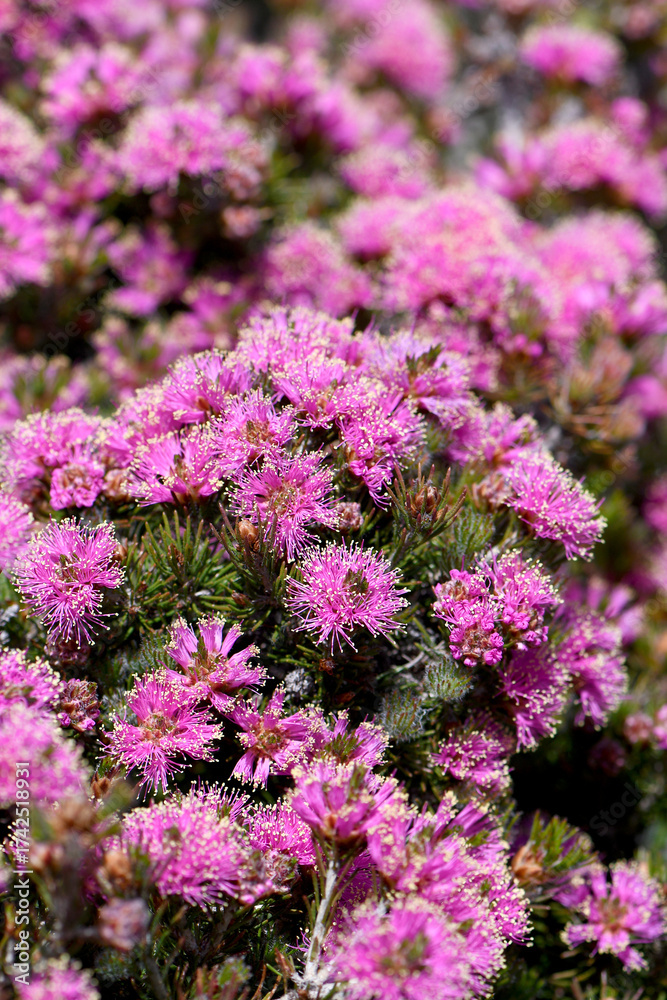 Obraz premium Pink flowers and hairy green foliage of the Australian native Melaleuca trichophylla, family Myrtaceae. Flowers spring summer. Cultural use by Aboriginals for nectar, shelter, bark for clothing, tools