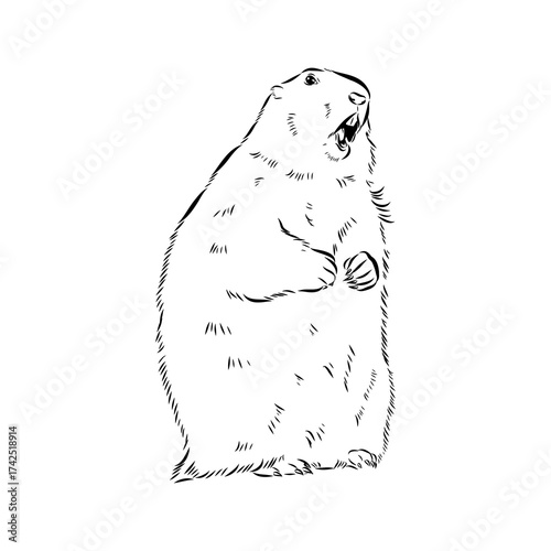 alpine marmot, vector sketch