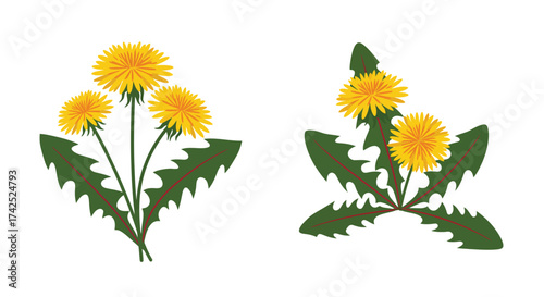Two arrangements of vibrant yellow dandelion flowers with green leaves shown
