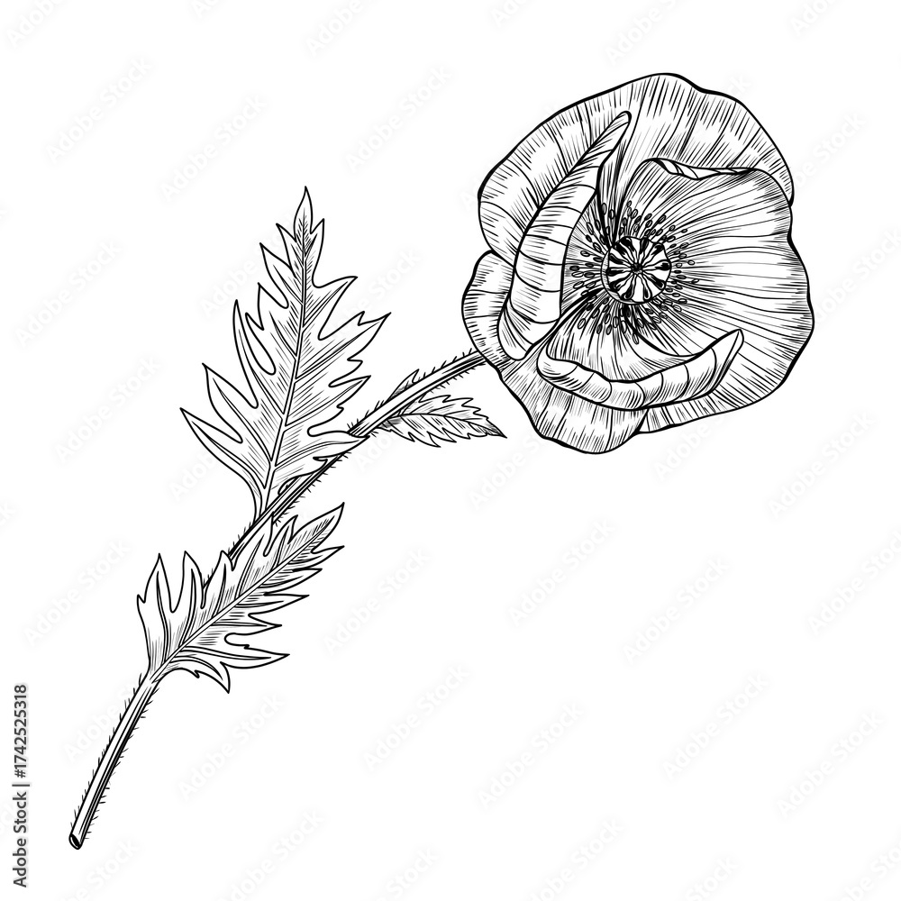 Obraz premium Open poppy flower with detailed petals and stem. Liner ink illustration on white background. Botanical illustration. Perfect for botanical prints, packaging, tattoo design, invitations, floral decor.