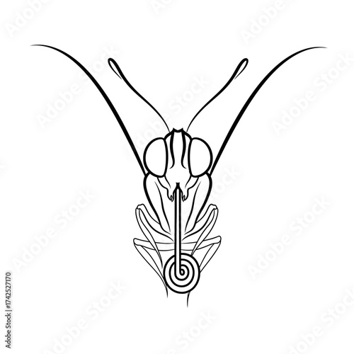 Detailed Line Drawing of a Butterfly Proboscis and Head Anatomy.