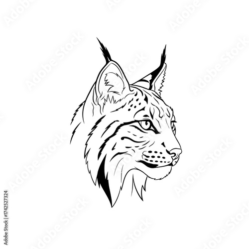 Detailed Lynx Head Illustration.