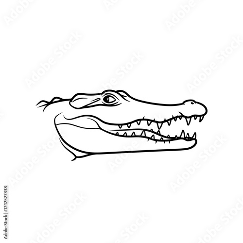 Alligator head line art drawing with open mouth and sharp teeth.